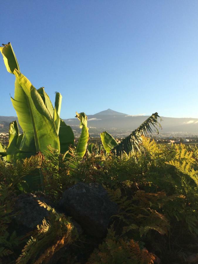 Finca La Plantacion _Agroturismo La Orotava Eksteriør bilde